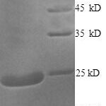 SDS-PAGE separation of QP8561 followed by commassie total protein stain results in a primary band consistent with reported data for Cysteine and glycine-rich protein 2. These data demonstrate Greater than 90% as determined by SDS-PAGE.