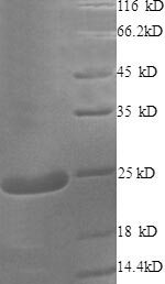 SDS-PAGE separation of QP8561 followed by commassie total protein stain results in a primary band consistent with reported data for Cysteine and glycine-rich protein 2. These data demonstrate Greater than 90% as determined by SDS-PAGE.