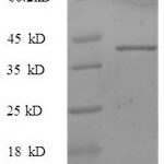 SDS-PAGE separation of QP8563 followed by commassie total protein stain results in a primary band consistent with reported data for SNCA / alpha-Synuclein. These data demonstrate Greater than 90% as determined by SDS-PAGE.