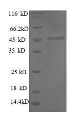 SDS-PAGE separation of QP8564 followed by commassie total protein stain results in a primary band consistent with reported data for MMP1. These data demonstrate Greater than 90% as determined by SDS-PAGE.