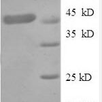 SDS-PAGE separation of QP8566 followed by commassie total protein stain results in a primary band consistent with reported data for TNFR1 / CD120a / TNFRSF1A. These data demonstrate Greater than 90% as determined by SDS-PAGE.