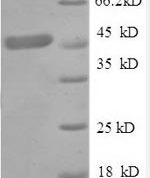 SDS-PAGE separation of QP8566 followed by commassie total protein stain results in a primary band consistent with reported data for TNFR1 / CD120a / TNFRSF1A. These data demonstrate Greater than 90% as determined by SDS-PAGE.