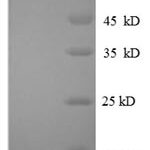 SDS-PAGE separation of QP8568 followed by commassie total protein stain results in a primary band consistent with reported data for TGF-beta 1 / TGFB1. These data demonstrate Greater than 90% as determined by SDS-PAGE.