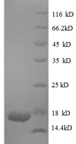 SDS-PAGE separation of QP8568 followed by commassie total protein stain results in a primary band consistent with reported data for TGF-beta 1 / TGFB1. These data demonstrate Greater than 90% as determined by SDS-PAGE.