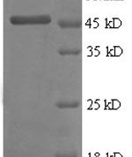 SDS-PAGE separation of QP8571 followed by commassie total protein stain results in a primary band consistent with reported data for TIMP2 / TIMP-2. These data demonstrate Greater than 90% as determined by SDS-PAGE.