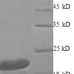 SDS-PAGE separation of QP8573 followed by commassie total protein stain results in a primary band consistent with reported data for TNF-alpha. These data demonstrate Greater than 90% as determined by SDS-PAGE.