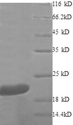 SDS-PAGE separation of QP8573 followed by commassie total protein stain results in a primary band consistent with reported data for TNF-alpha. These data demonstrate Greater than 90% as determined by SDS-PAGE.