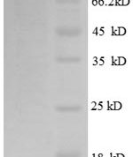 SDS-PAGE separation of QP8574 followed by commassie total protein stain results in a primary band consistent with reported data for CD171 / N-CAML1 / L1CAM. These data demonstrate Greater than 90% as determined by SDS-PAGE.