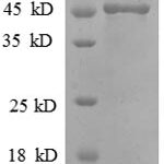 SDS-PAGE separation of QP8575 followed by commassie total protein stain results in a primary band consistent with reported data for MMP7. These data demonstrate Greater than 90% as determined by SDS-PAGE.