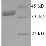 SDS-PAGE separation of QP8578 followed by commassie total protein stain results in a primary band consistent with reported data for Vascular endothelial growth factor D. These data demonstrate Greater than 90% as determined by SDS-PAGE.