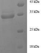 SDS-PAGE separation of QP8580 followed by commassie total protein stain results in a primary band consistent with reported data for IGF1 / IGF-I. These data demonstrate Greater than 90% as determined by SDS-PAGE.