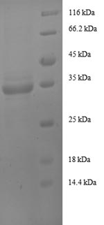 SDS-PAGE separation of QP8580 followed by commassie total protein stain results in a primary band consistent with reported data for IGF1 / IGF-I. These data demonstrate Greater than 90% as determined by SDS-PAGE.