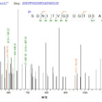 SEQUEST analysis of LC MS/MS spectra obtained from a run with QP8581 identified a match between this protein and the spectra of a peptide sequence that matches a region of Beta-lactamase.