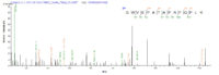 Additional SEQUEST analysis of the LC MS/MS spectra from QP8581 identified an additional between this protein and the spectra of another peptide sequence that matches a region of Beta-lactamase confirming successful recombinant synthesis.