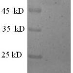 SDS-PAGE separation of QP8585 followed by commassie total protein stain results in a primary band consistent with reported data for Actin