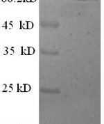 SDS-PAGE separation of QP8585 followed by commassie total protein stain results in a primary band consistent with reported data for Actin