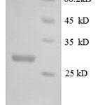 SDS-PAGE separation of QP8587 followed by commassie total protein stain results in a primary band consistent with reported data for M-CSF / CSF-1. These data demonstrate Greater than 90% as determined by SDS-PAGE.