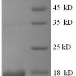 SDS-PAGE separation of QP8588 followed by commassie total protein stain results in a primary band consistent with reported data for Cyclophilin A / PPIA / CYPA. These data demonstrate Greater than 90% as determined by SDS-PAGE.