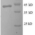 SDS-PAGE separation of QP8590 followed by commassie total protein stain results in a primary band consistent with reported data for PMP2 / FABP8. These data demonstrate Greater than 90% as determined by SDS-PAGE.