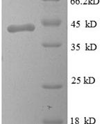 SDS-PAGE separation of QP8590 followed by commassie total protein stain results in a primary band consistent with reported data for PMP2 / FABP8. These data demonstrate Greater than 90% as determined by SDS-PAGE.