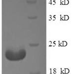 SDS-PAGE separation of QP8593 followed by commassie total protein stain results in a primary band consistent with reported data for Adiponectin. These data demonstrate Greater than 90% as determined by SDS-PAGE.