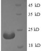 SDS-PAGE separation of QP8593 followed by commassie total protein stain results in a primary band consistent with reported data for Adiponectin. These data demonstrate Greater than 90% as determined by SDS-PAGE.