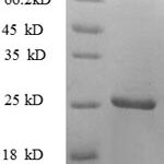 SDS-PAGE separation of QP8594 followed by commassie total protein stain results in a primary band consistent with reported data for 4-1BBL / CD137L / TNFSF9. These data demonstrate Greater than 80% as determined by SDS-PAGE.