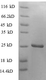 SDS-PAGE separation of QP8594 followed by commassie total protein stain results in a primary band consistent with reported data for 4-1BBL / CD137L / TNFSF9. These data demonstrate Greater than 80% as determined by SDS-PAGE.