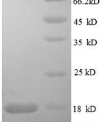 SDS-PAGE separation of QP8596 followed by commassie total protein stain results in a primary band consistent with reported data for RELT / TNFRSF19L. These data demonstrate Greater than 90% as determined by SDS-PAGE.