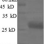 SDS-PAGE separation of QP8597 followed by commassie total protein stain results in a primary band consistent with reported data for VEGF / VEGFA / VEGF165. These data demonstrate Greater than 90% as determined by SDS-PAGE.