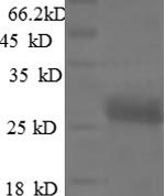 SDS-PAGE separation of QP8597 followed by commassie total protein stain results in a primary band consistent with reported data for VEGF / VEGFA / VEGF165. These data demonstrate Greater than 90% as determined by SDS-PAGE.