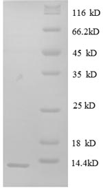 SDS-PAGE separation of QP8598 followed by commassie total protein stain results in a primary band consistent with reported data for IL-8 / CXCL8. These data demonstrate Greater than 90.5% as determined by SDS-PAGE.