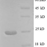 SDS-PAGE separation of QP8600 followed by commassie total protein stain results in a primary band consistent with reported data for Major capsid protein L1. These data demonstrate Greater than 90% as determined by SDS-PAGE.