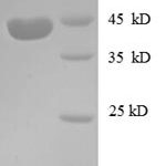 SDS-PAGE separation of QP8601 followed by commassie total protein stain results in a primary band consistent with reported data for IGF-2 / IGF-II. These data demonstrate Greater than 90% as determined by SDS-PAGE.