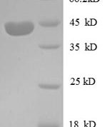 SDS-PAGE separation of QP8601 followed by commassie total protein stain results in a primary band consistent with reported data for IGF-2 / IGF-II. These data demonstrate Greater than 90% as determined by SDS-PAGE.