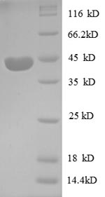 SDS-PAGE separation of QP8601 followed by commassie total protein stain results in a primary band consistent with reported data for IGF-2 / IGF-II. These data demonstrate Greater than 90% as determined by SDS-PAGE.