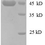 SDS-PAGE separation of QP8603 followed by commassie total protein stain results in a primary band consistent with reported data for MPRI. These data demonstrate Greater than 90% as determined by SDS-PAGE.