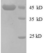 SDS-PAGE separation of QP8603 followed by commassie total protein stain results in a primary band consistent with reported data for MPRI. These data demonstrate Greater than 90% as determined by SDS-PAGE.