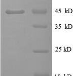 SDS-PAGE separation of QP8605 followed by commassie total protein stain results in a primary band consistent with reported data for TNF-alpha. These data demonstrate Greater than 90% as determined by SDS-PAGE.