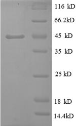 SDS-PAGE separation of QP8605 followed by commassie total protein stain results in a primary band consistent with reported data for TNF-alpha. These data demonstrate Greater than 90% as determined by SDS-PAGE.