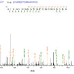 SEQUEST analysis of LC MS/MS spectra obtained from a run with QP8607 identified a match between this protein and the spectra of a peptide sequence that matches a region of HGF / Hepatocyte Growth Factor.