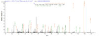 SEQUEST analysis of LC MS/MS spectra obtained from a run with QP8607 identified a match between this protein and the spectra of a peptide sequence that matches a region of HGF / Hepatocyte Growth Factor.