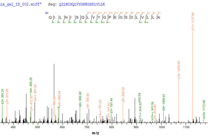 SEQUEST analysis of LC MS/MS spectra obtained from a run with QP8607 identified a match between this protein and the spectra of a peptide sequence that matches a region of HGF / Hepatocyte Growth Factor.