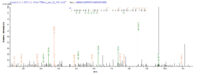 Additional SEQUEST analysis of the LC MS/MS spectra from QP8607 identified an additional between this protein and the spectra of another peptide sequence that matches a region of HGF / Hepatocyte Growth Factor confirming successful recombinant synthesis.