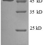 SDS-PAGE separation of QP8608 followed by commassie total protein stain results in a primary band consistent with reported data for Probable diguanylate cyclase YedQ. These data demonstrate Greater than 90% as determined by SDS-PAGE.