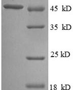 SDS-PAGE separation of QP8608 followed by commassie total protein stain results in a primary band consistent with reported data for Probable diguanylate cyclase YedQ. These data demonstrate Greater than 90% as determined by SDS-PAGE.