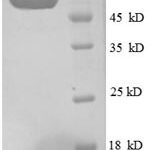 SDS-PAGE separation of QP8609 followed by commassie total protein stain results in a primary band consistent with reported data for Inositol-1-monophosphatase. These data demonstrate Greater than 90% as determined by SDS-PAGE.