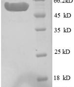 SDS-PAGE separation of QP8609 followed by commassie total protein stain results in a primary band consistent with reported data for Inositol-1-monophosphatase. These data demonstrate Greater than 90% as determined by SDS-PAGE.
