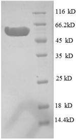 SDS-PAGE separation of QP8609 followed by commassie total protein stain results in a primary band consistent with reported data for Inositol-1-monophosphatase. These data demonstrate Greater than 90% as determined by SDS-PAGE.