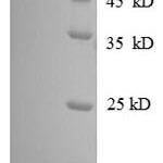 SDS-PAGE separation of QP8610 followed by commassie total protein stain results in a primary band consistent with reported data for 30S ribosomal protein S8. These data demonstrate Greater than 90% as determined by SDS-PAGE.